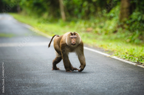 Majestic monkeys, monkeys in a fertile tropical forest in Khao Yai National Park, Thailand UNESCO World Heritage Forest Area. Monkeys in the forest of Khao Yai.