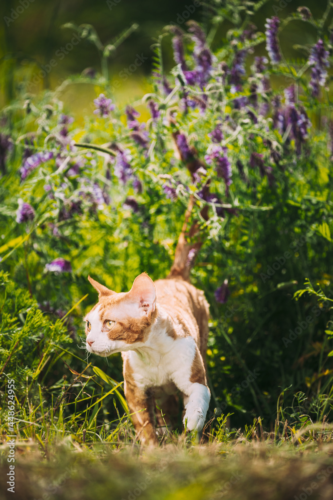 Funny Curious Young Red Ginger Devon Rex Kitten Walking In Green Grass And Summer Flowers. Short-haired Cat Of English Breed. Lovely Pets Lovely Cats