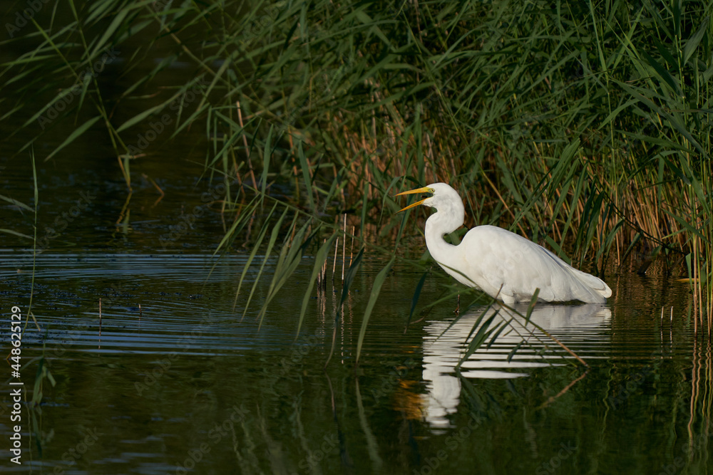 Naklejka premium Great White Egret (Ardea alba) hunting amongst the reed along the edge of a lake at Ham Wall in Somerset, United Kingdom. 