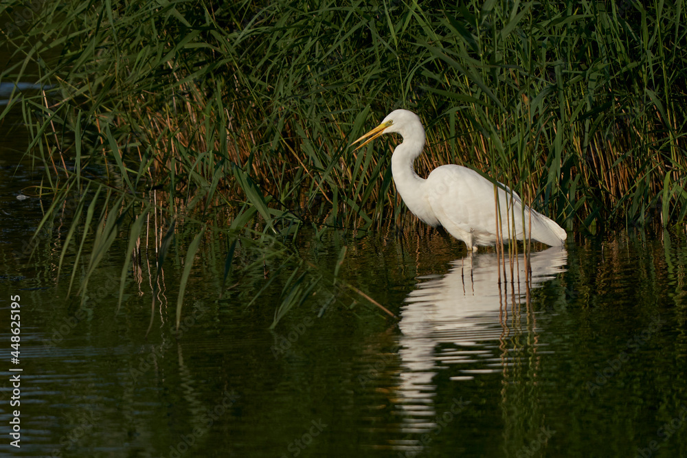 Great White Egret (Ardea alba) hunting amongst the reed along the edge of a lake at Ham Wall in Somerset, United Kingdom. 