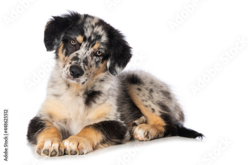 Old german herding puppy isolated on white