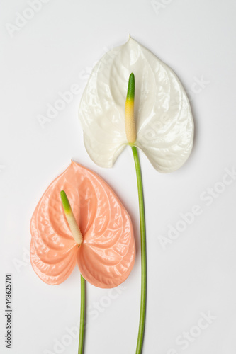 Two beautiful flowers of anthurium.