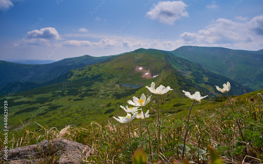 White flowers of Pulsatilla patens against the backdrop of a mountain landscape