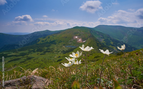 White flowers of Pulsatilla patens against the backdrop of a mountain landscape