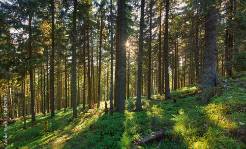 Sunny evening in the coniferous forest. Summer forest landscape. The play of shadows and light among the pines