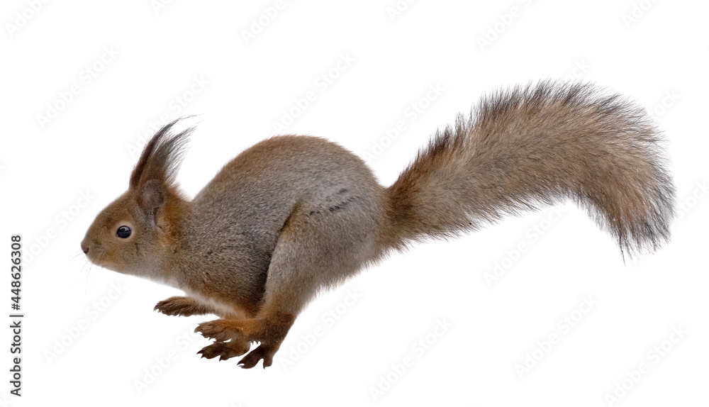 running winter squirrel isolated on white running winter squirrel isolated on white