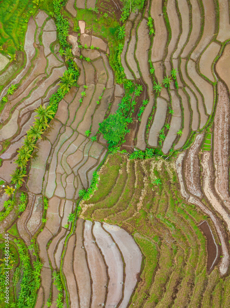 Overhead shot Drone photo of the Indonesian terraced rice fields in top down view