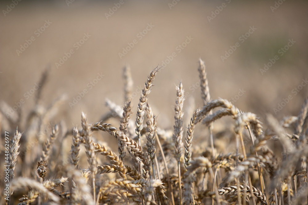 Fototapeta premium wheat field, close-up of the surface