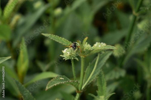 Photo of A bee is perching on a white green flower looking for nectar