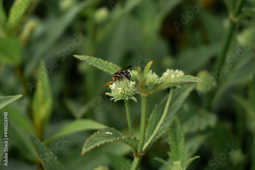 Photo of A bee is perching on a white green flower looking for nectar