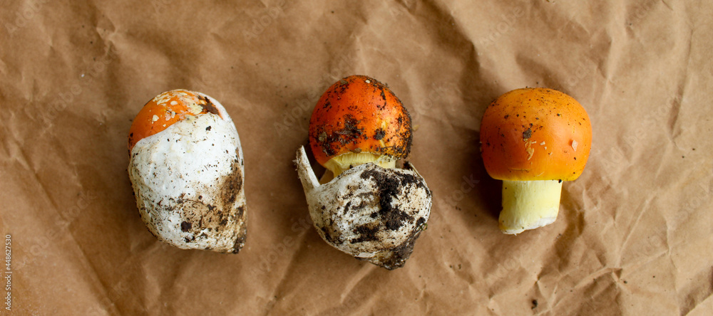 Banner. Three Caesar mushrooms on brown paper. Three Caesar mushrooms in different stages. Amanita caesarea. From a mushroom that looks like an egg to a mushroom that doesn’t have a white shell. Banner. Three Caesar mushrooms on brown paper. Three Caesar mushrooms in different stages. Amanita caesarea. From a mushroom that looks like an egg to a mushroom that doesn’t have a white shell.