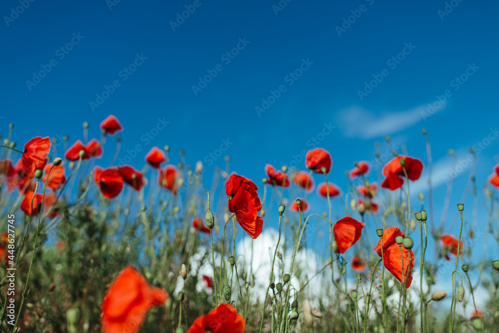 Fototapeta premium poppy field with bush and blue sky