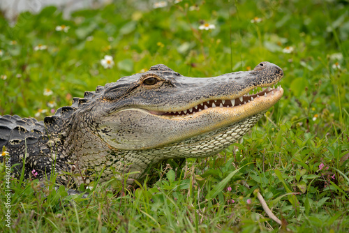 Wild American Alligator basking in grass at Viera Wetland in Viera Florida.