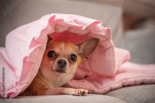 A little cute dog is lying in a pink blanket. Beautiful chihuahua muzzle. © kitirinya