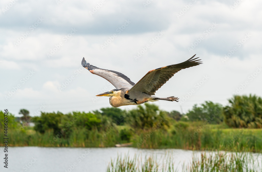Great Blue Heron flying across lake at Viera Wetlands in Viera Florida. Great Blue Heron flying across lake at Viera Wetlands in Viera Florida.