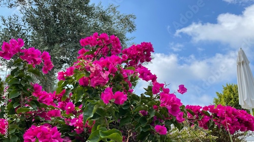 Wallpaper Mural pink and blue Torontodigital.ca