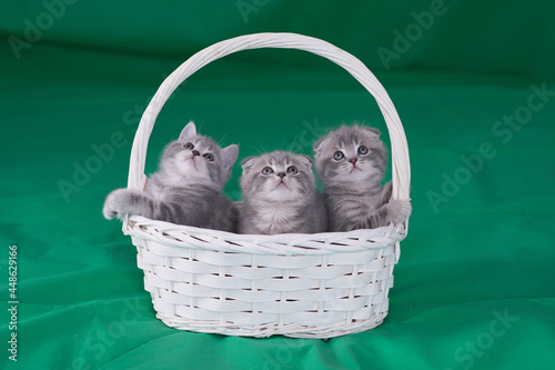 kitten in a basket