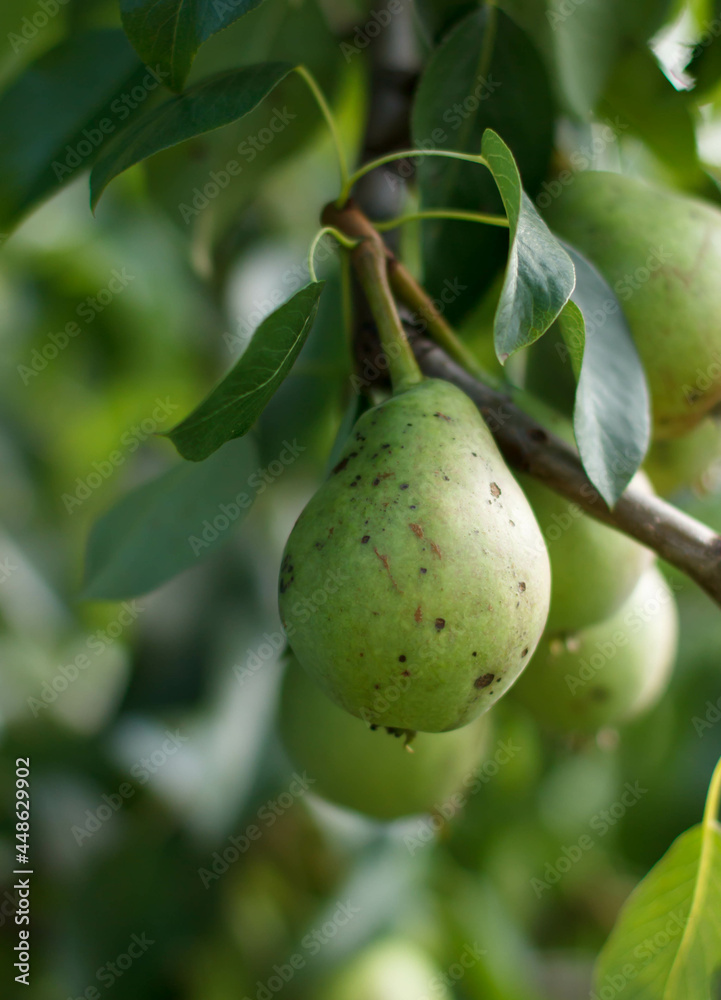 Pear on tree. Pears on a branch. Red pears. Pear-tree/ Pear branch full of fruit/ Pear fruit on the tree in the fruit garden Pear on tree. Pears on a branch. Red pears. Pear-tree/ Pear branch full of fruit/ Pear fruit on the tree in the fruit garden