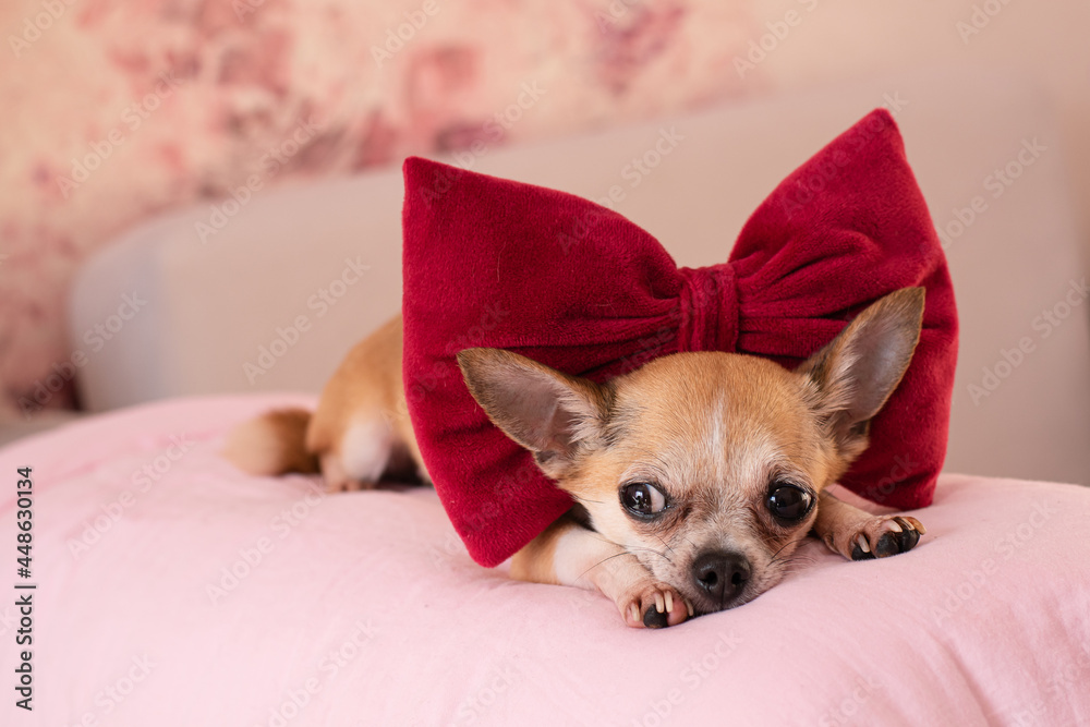 Small beautiful dog with a big red bow. Small beautiful dog with a big red bow.