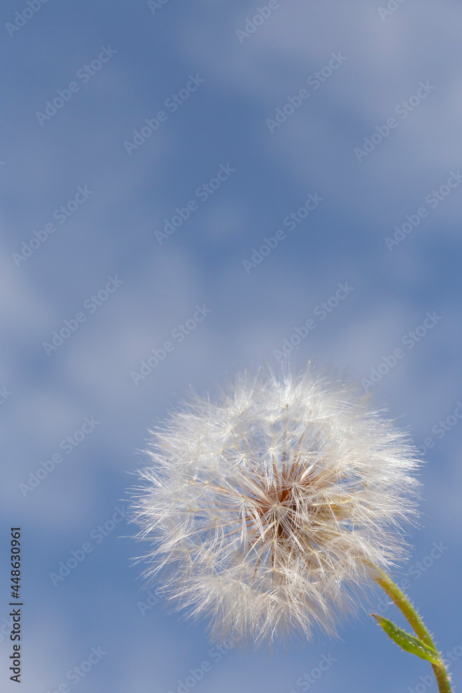 Fototapeta premium close up of dandeliom against sky