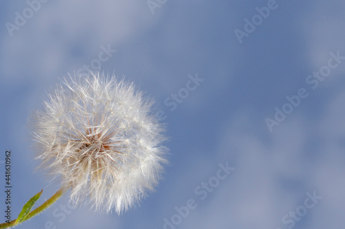 close up of dandelion flower against blue sky