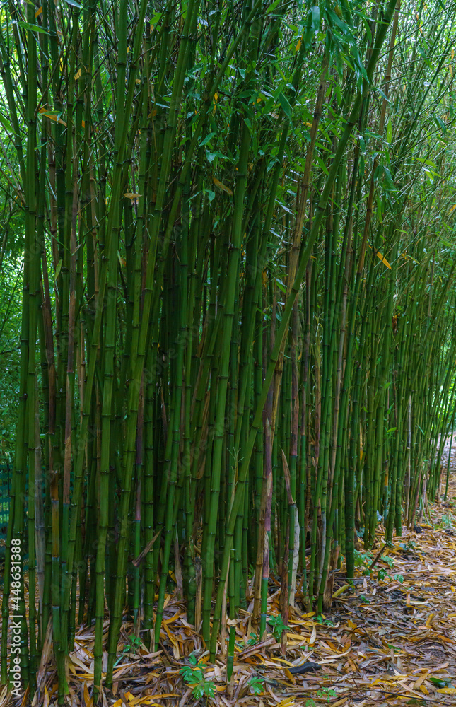 Obraz premium giant bamboo Bambusoideae growing very tall in the UK