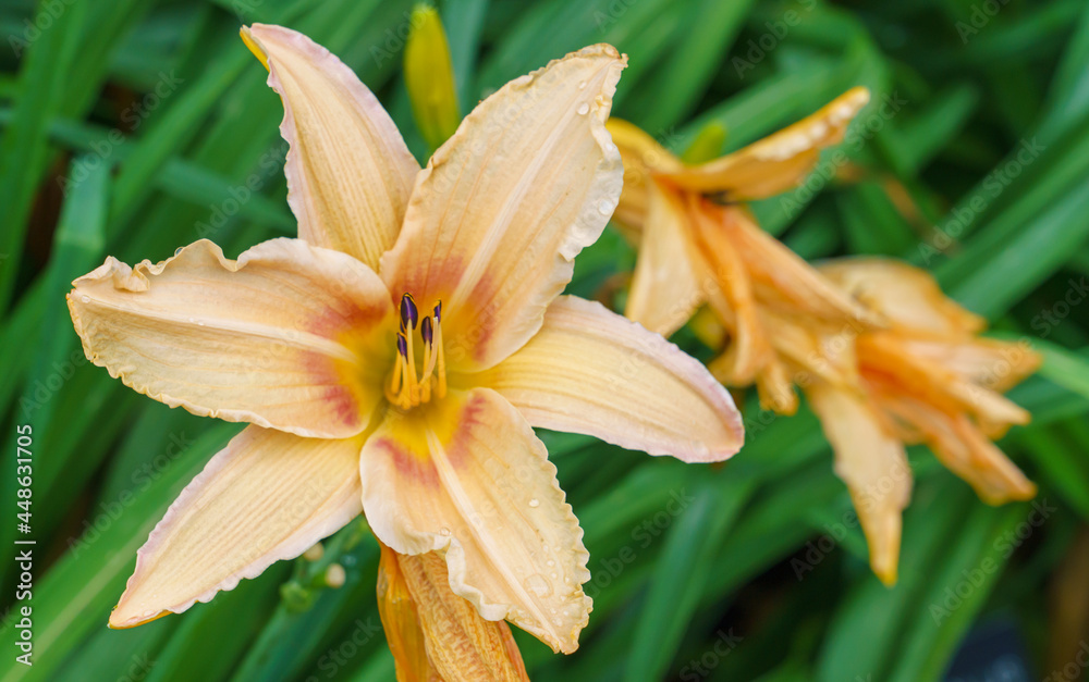 beautiful daylily flower from the Hemerocallis Collection in full summer bloom 