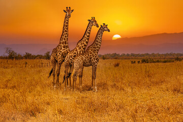 Fototapete Orange Drei Giraffen im afrikanischen Sonnenuntergang  © Reelistic