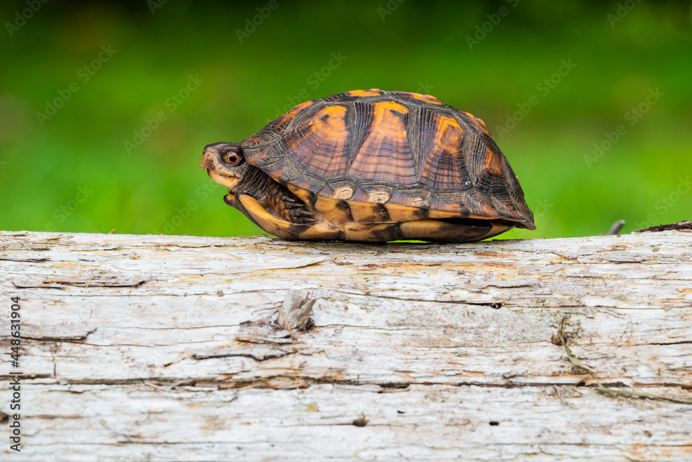 Obraz premium Box turtle on a log with green background