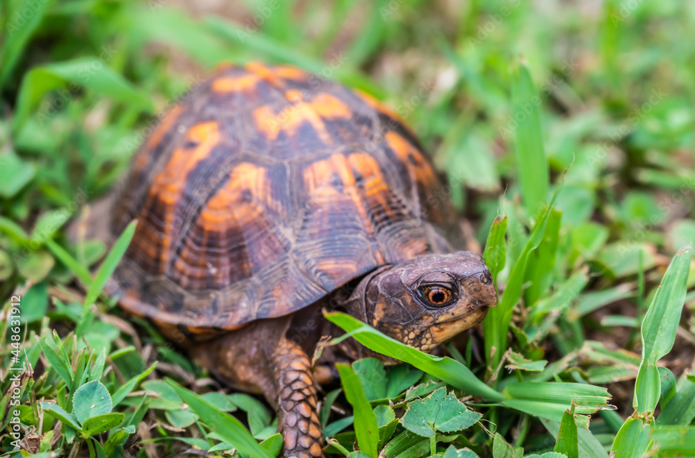 Box turtle in grass looking up Box turtle in grass looking up