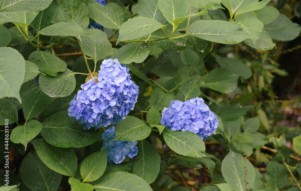 beautiful closeup of flowering French Hydrangea macrophylla 'Blue Danube' beautiful closeup of flowering French Hydrangea macrophylla 'Blue Danube'