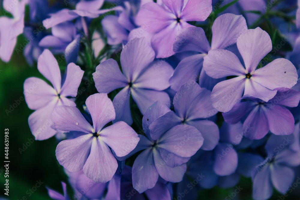Blossoming Blue Moon Phlox Flowers Blossoming Blue Moon Phlox Flowers
