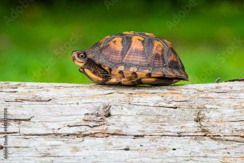 Box turtle on a log with green background © Silverpics