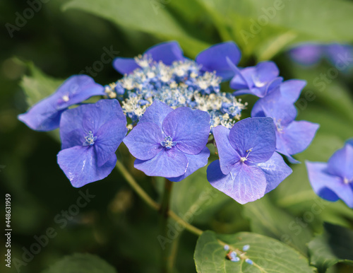 Hydrangea macrophylla 'Blaumeise' (Teller Blue) flowering in summer