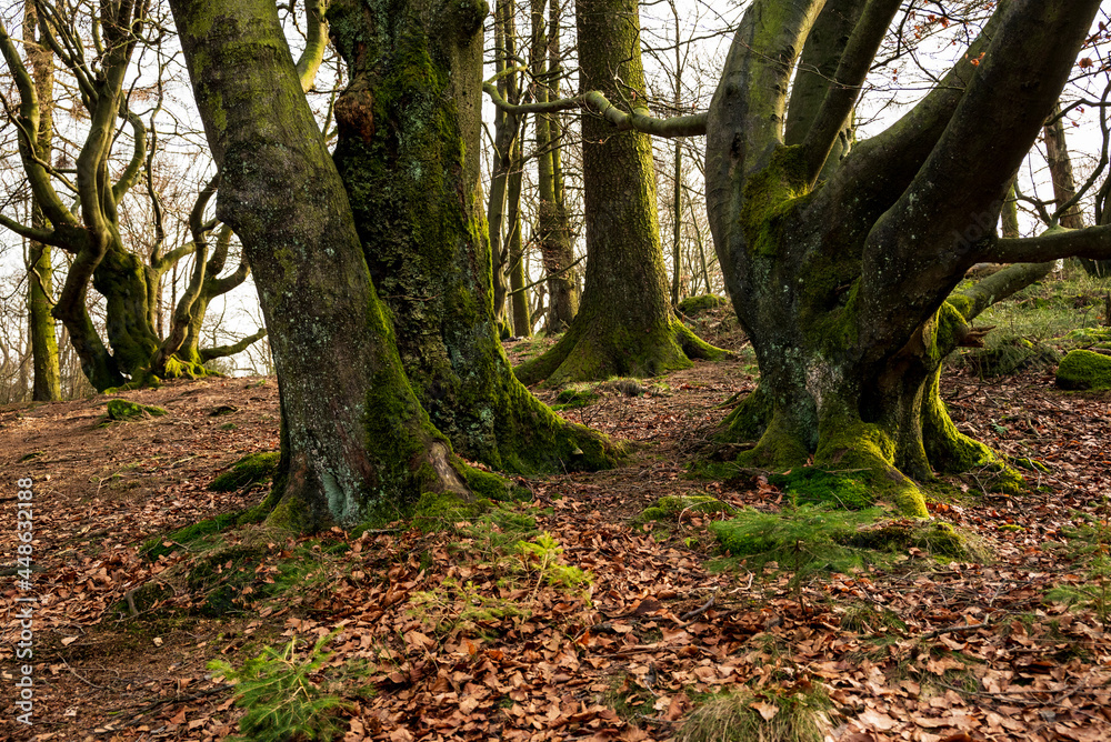 Gnarled trees on the top of Prussian Velmerstot, Eggegebirge, Teutoburg Forest, North Rhine-Westphalia, Germany.