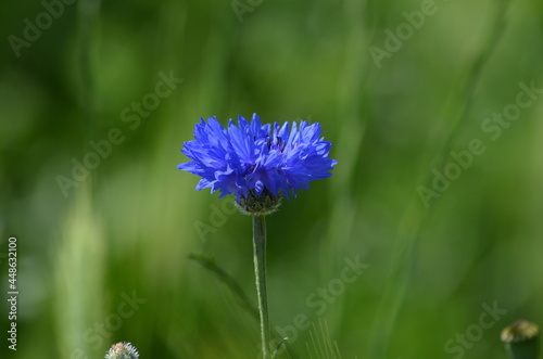 blue flower in the garden