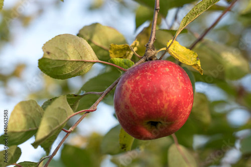 red Apple on a branch with green leaves, selective focus tinted image