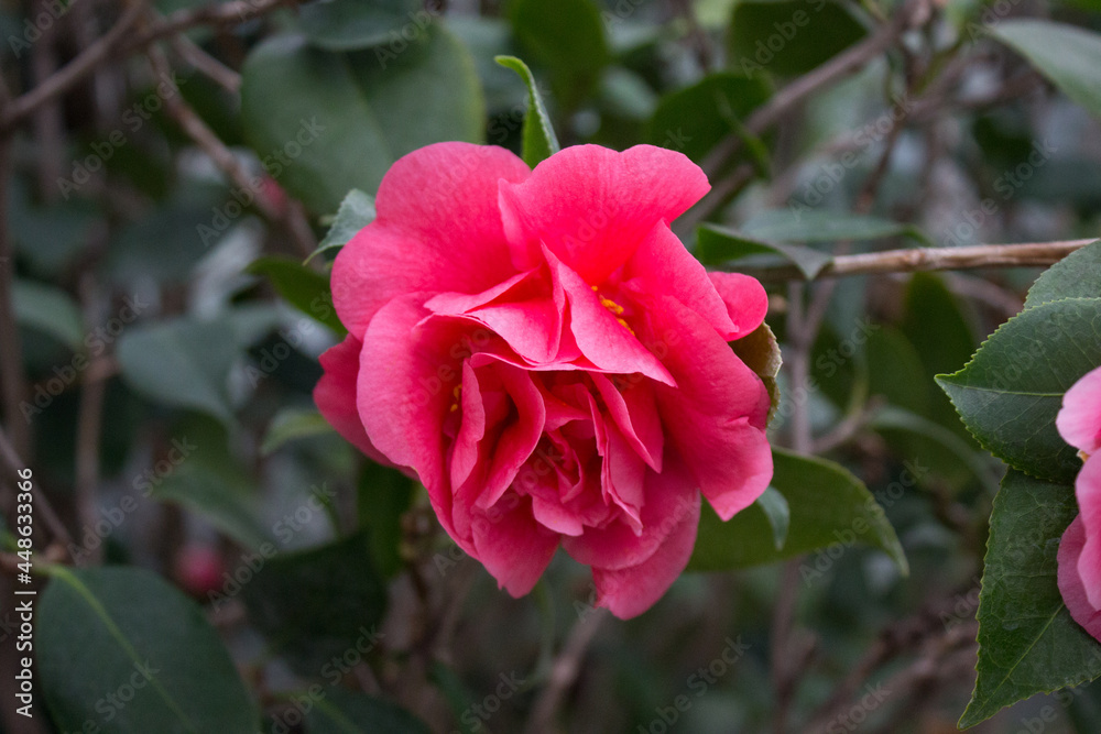 Camellia flower blooming on the springtime in park Camellia flower blooming on the springtime in park