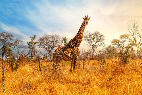 Sunset panorama of savanna with giraffe at Krueger National Park, South Africa photo