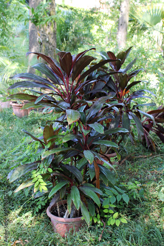 Cordyline fruticosa 'Red edge', plants by summer, Zagreb, Croatia, Europe