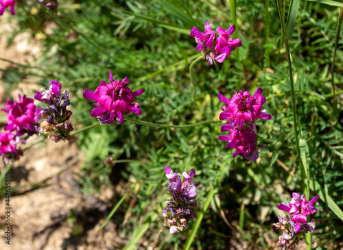 Summer a short period of flowering plants in subalpine meadows  a rich world of diversity and colors of all kinds of flowers.