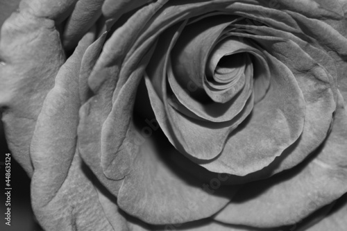 Black and White Rose Floral Macro
