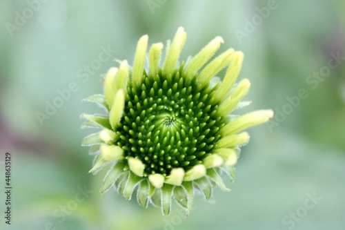 Closeup of a blooming coneflower 
