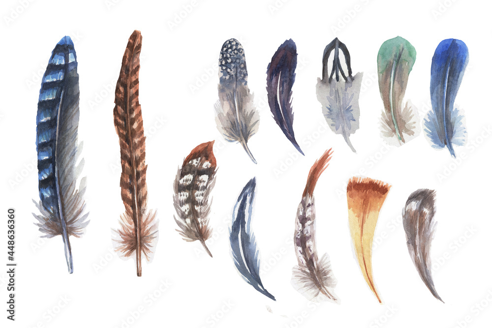 Pheasant partridge bird feathers watercolor hand drawn illustration. Print textile vintage patern seamless clipart set - obrazy, fototapety, plakaty 
