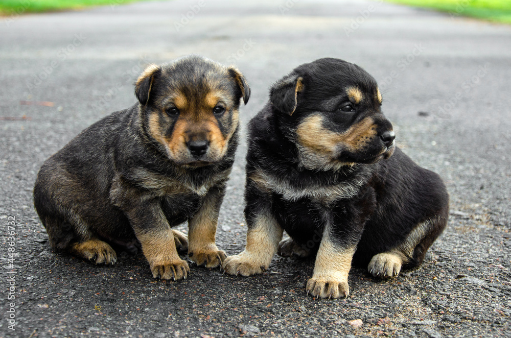 two puppies are sitting on the road. abandoned puppies concept. orphan puppies. call for help for pets. two two puppies are sitting on the road. abandoned puppies concept. orphan puppies. call for help for pets. two