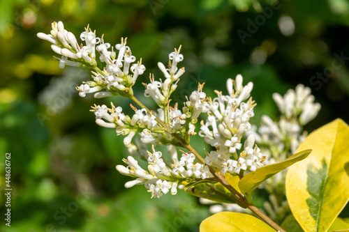 Garden privet (ligustrum ovalifolium) flowers photo
