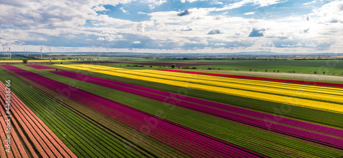 Tulpenfeld