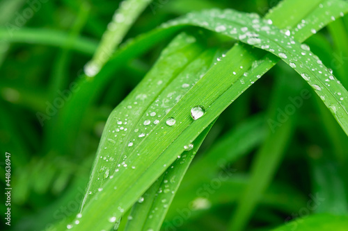 Water drops on the green grass. Close-up nature abstract background