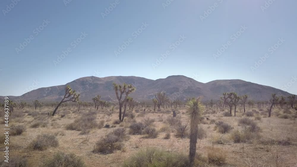 Drive along Joshua trees in the Joshua Tree National Park, California Drive along Joshua trees in the Joshua Tree National Park, California