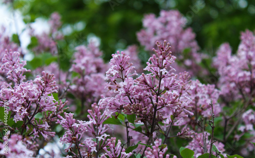 Flowering Purple Fresh Spring Lilacs